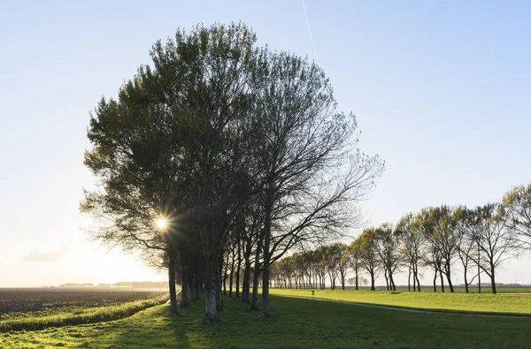 Rural Tree Lined Road Zeewolde Flevoland Netherlands Europe — Stock Photo, Image