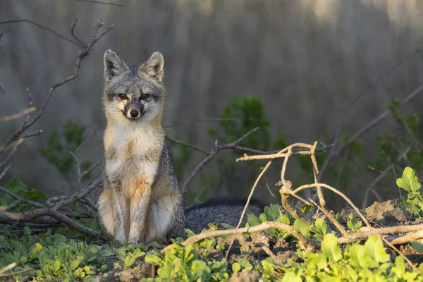Fox Olhando Para Câmera Coyote Hills Regional Park Califórnia Estados — Fotografia de Stock