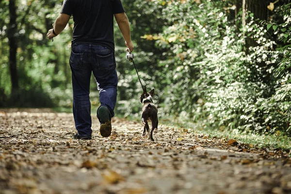 Hombre Paseando Perro Entorno Rural Sección Baja Vista Trasera —  Fotos de Stock