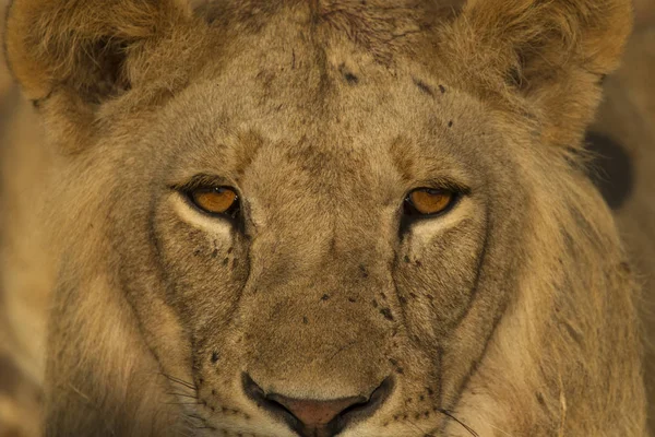 Image Recadrée Beau Lion Afrique Parc National Tarentgire Tanzanie — Photo