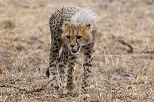 Raivoso Filhote Chita Andando Reserva Nacional Masai Mara Quênia — Fotografia de Stock