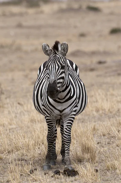 Una Cebra Pie Mirando Cámara Masai Mara Kenia —  Fotos de Stock