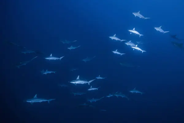 Squali Che Nuotano Mare Socorro Baja California — Foto Stock