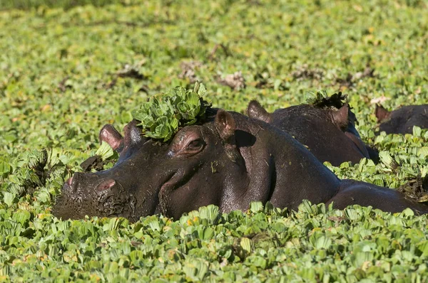 Hipopótamos Rio Com Plantas Reserva Nacional Masai Mara Quênia — Fotografia de Stock
