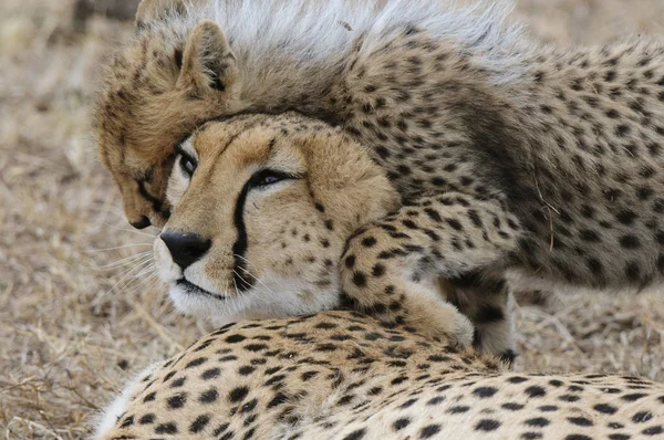 可爱的猎豹幼崽与母亲玩耍 马赛马拉国家保护区 肯尼亚 — 图库照片