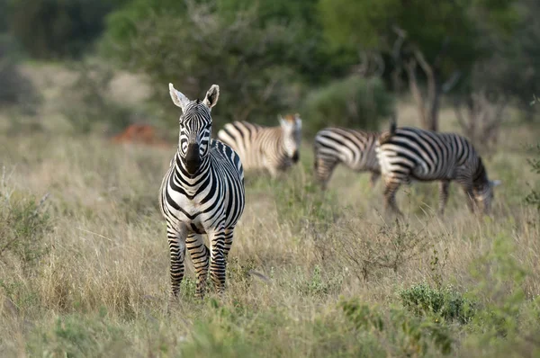 Grants Zebras Grazing Lualenyi Game Reserve Kenya — Stock Photo, Image