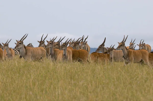 Elands Sul Campo Nella Riserva Nazionale Masai Mara Kenya — Foto Stock