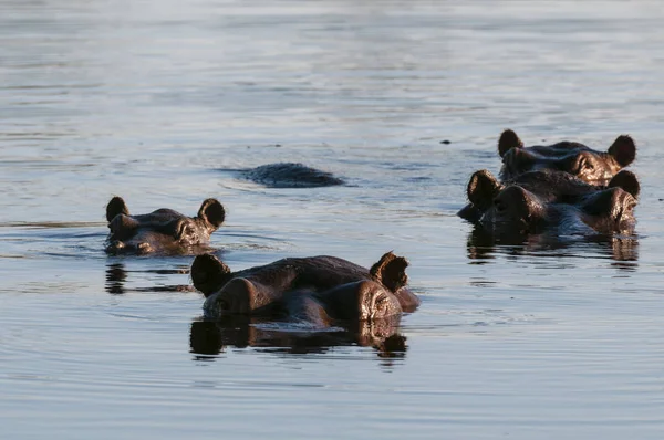 Hipopótamos Nadando Río Delta Del Okavango Botswana —  Fotos de Stock