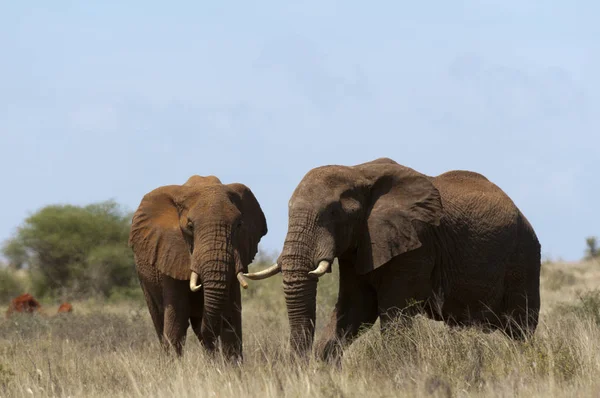 Dwa Słoni Spaceru Trawie Lualenyi Game Reserve Kenia — Zdjęcie stockowe