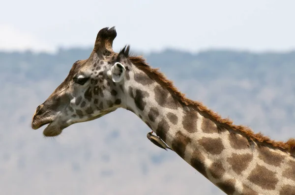 Vista Laterale Uccellino Seduto Sulla Giraffa Masai Mara Kenya — Foto Stock