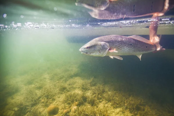 Uomo Che Rilascia Piccoli Scorfani Nel Golfo Del Messico Homosassa — Foto Stock