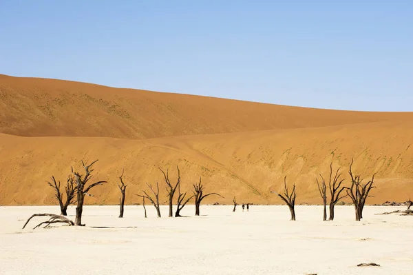 Arbres Morts Deadvlei Sossusvlei Namib Naukluft Park Namib Desert Namibie — Photo