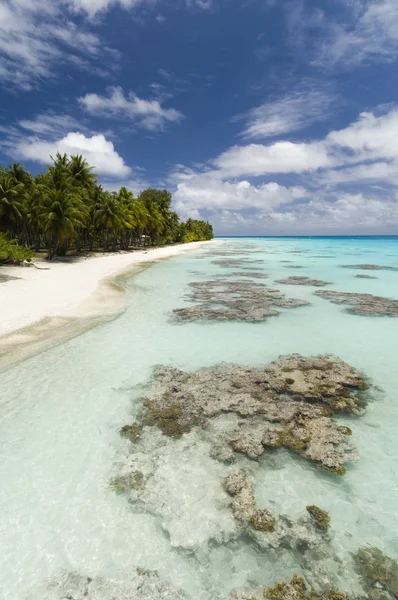 Beyaz Kumlu Plaj Palmiye Ağaçları Mavi Deniz Fakarava Tuamotu Takımadaları — Stok fotoğraf