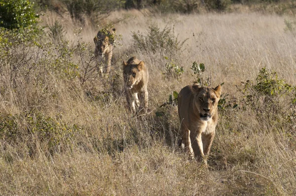 Orgulho Leão Andando Canal Savute Linyanti Botswana — Fotografia de Stock