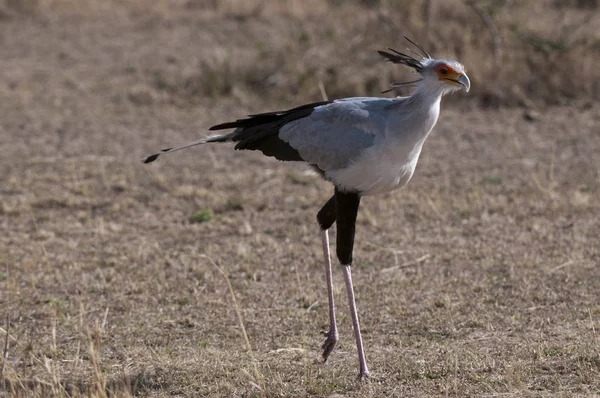 在肯尼亚马赛马拉国家保护区的一只鸟在地上行走 — 图库照片