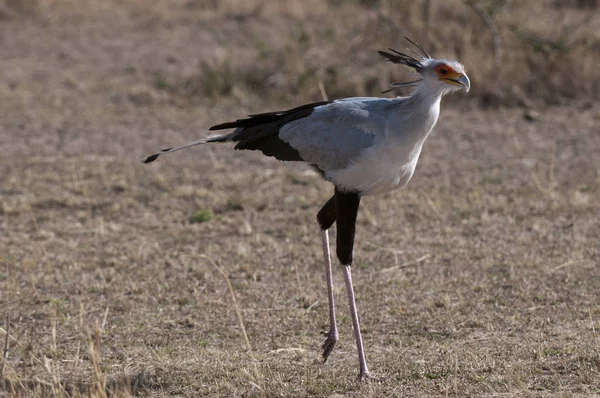 Ptak Chodzenie Terenie Masai Mara National Reserve Kenia — Zdjęcie stockowe