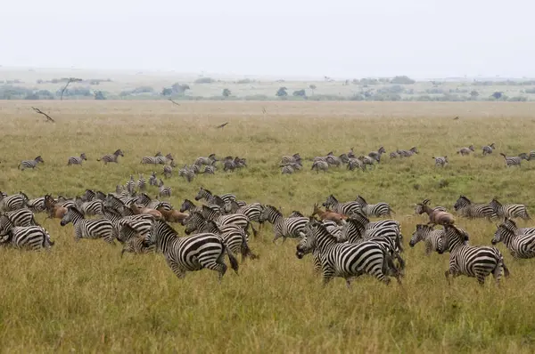 Common Zebra Topi Migrating Masai Mara National Reserve Kenya — Stock Photo, Image