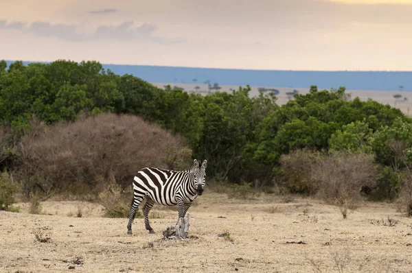 Zebra Andando Olhando Para Câmera Masai Mara Quênia — Fotografia de Stock