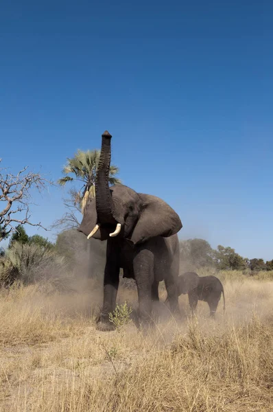 Elefant Und Kalb Spielen Mit Sand Abu Camp Okavango Delta — Stockfoto