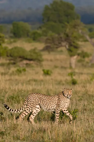 Çim Masai Mara Ulusal Rezerv Kenya Üzerinde Yürüme Cheetah Yan — Stok fotoğraf