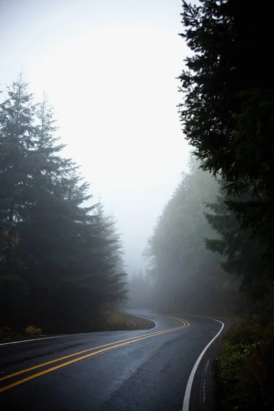 Strada Rurale Vuota Con Alberi Nella Nebbia — Foto Stock