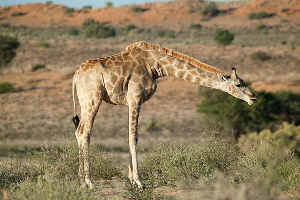 Çöl Afrika Bir Zürafa Görünümünü — Stok fotoğraf