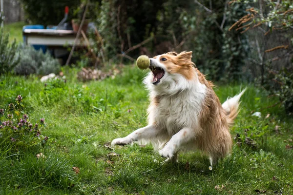 Yerli Köpek Oyuncak Topla Oynamayı — Stok fotoğraf