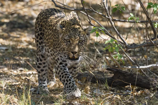 Leopardo Caminando Suelo Cerca Arbusto Mirando Cámara —  Fotos de Stock