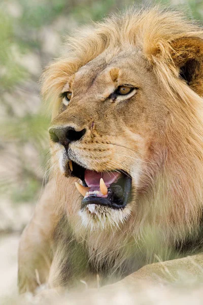 Vue Rapprochée Majestueux Lion Afrique Mâle Prise Vue Mise Point — Photo