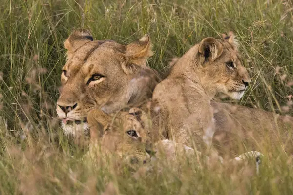 Λέαινα Και Δύο Μικρά Cubs Ξαπλωμένος Στο Γρασίδι Στο Μασάι — Φωτογραφία Αρχείου