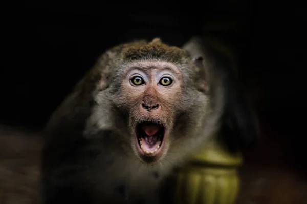 Affe Auf Affeninsel Lange Bucht Vietnam — Stockfoto