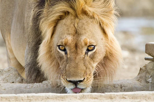 View Male Lion Close Africa — Stock Photo, Image