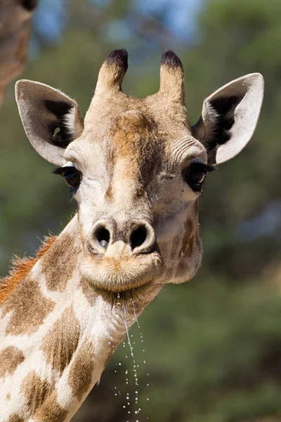 Wylotowa Wody Pitnej Żyrafa Bliska — Zdjęcie stockowe