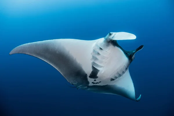 Giant Oceanic Manta Ray Revillagigedo Tamaulipas México — Foto de Stock