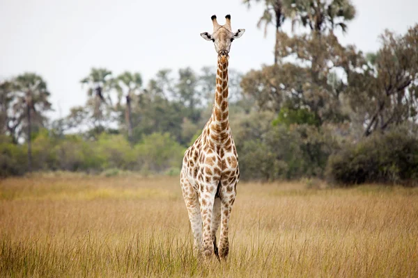Giraffe Standing Grass Okavango Delta Botswana Africa — Stock Photo, Image
