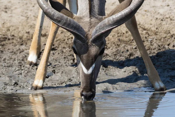 Macho Mayor Kudu Agua Potable Pozo Agua Botswana — Foto de Stock