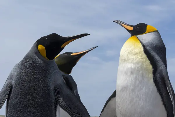 King Penguins Fighting Port Stanley Falkland Islands South America — Stock Photo, Image
