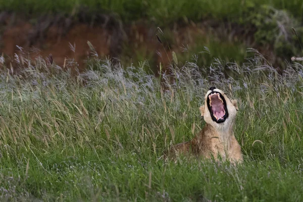 Lion Roaring Sitting Green Grass Tsavo Kenya — Stock Photo, Image
