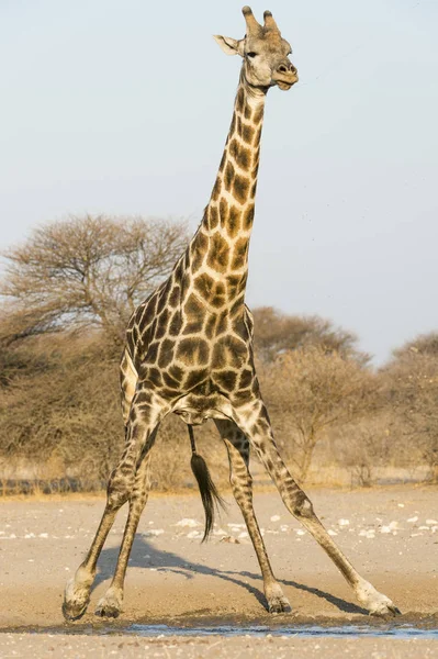 Jirafa Del Sur Parada Cerca Del Agua Kalahari Botswana — Foto de Stock