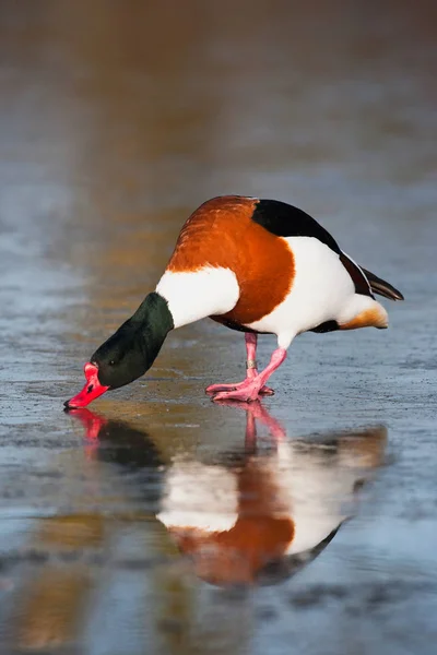 Common Shelduck Drinking Water Waterfowl — Stock Photo, Image