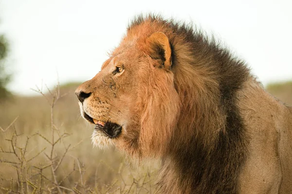 Vista Laterale Maestoso Leone Maschio Africano Colpo Alla Testa — Foto Stock