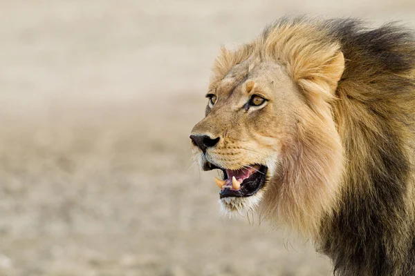 Vista Del León Africano Macho Disparo Cabeza — Foto de Stock