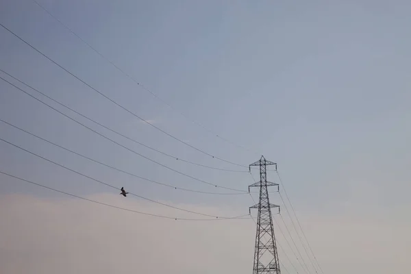 Bird Flying Power Lines Clear Sky Low Angle View — Stock Photo, Image