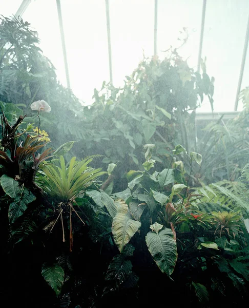 热带绿色植物在动物园与薄雾 — 图库照片