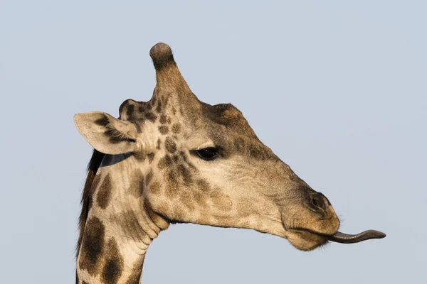 Retrato Girafa Meridional Kalahari Botsuana — Fotografia de Stock