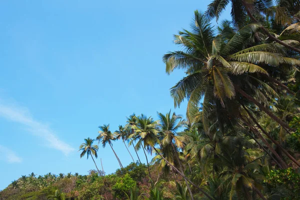 Gröna Palmer Med Blå Himmel Goa Indien — Stockfoto