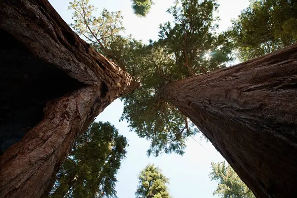 Giant Sequoia Drzew Sequoia National Park California Stany Zjednoczone Ameryki — Zdjęcie stockowe