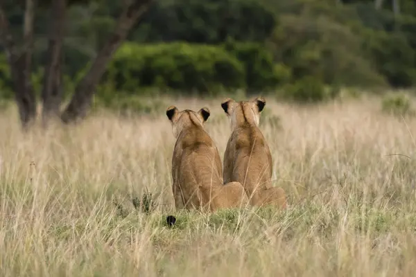 Achteraanzicht Van Twee Lionesses Zittend Het Gras Masai Mara Kenia — Stockfoto