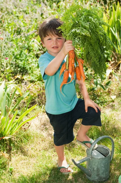Niño Sosteniendo Racimo Zanahorias Cosecha Propia — Foto de Stock