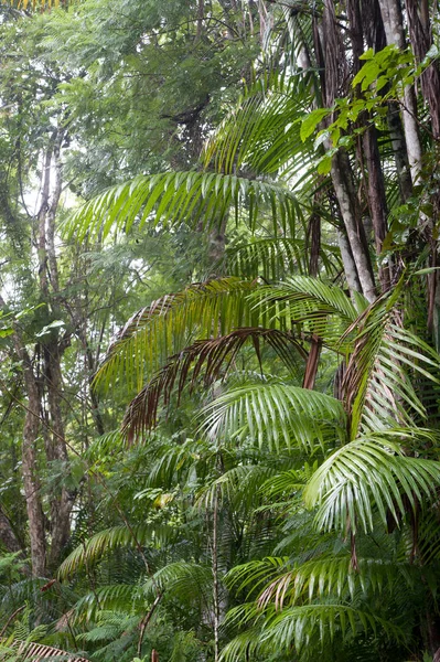 View Lush Palm Trees Tobago — Stock Photo, Image